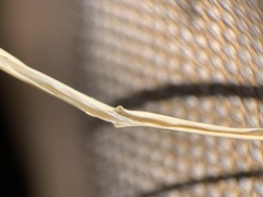 Muhlenbergia wrightii