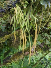 Oberonia falcata