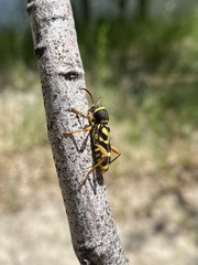 Clytus planifrons
