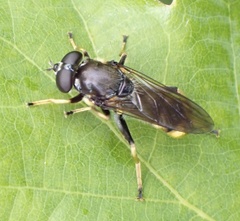 Xylota sylvarum