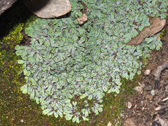 Plagiochasma rupestre rupestre