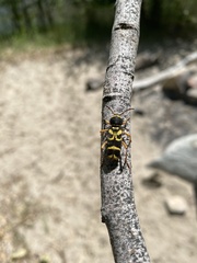 Clytus planifrons