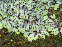 Plagiochasma rupestre rupestre