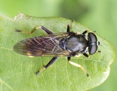 Xylota sylvarum