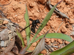 Anterhynchium flavomarginatum