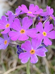 Primula farinosa
