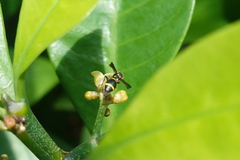 Apodynerus formosensis