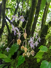 Calanthe puberula