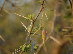 Pentatropis nivalis