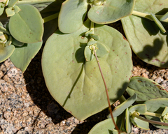 Cistanthe cachinalensis