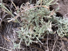 Artemisia carruthii
