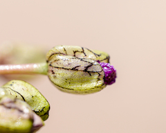 Cistanthe cachinalensis