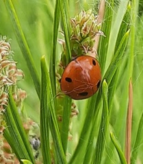 Coccinella septempunctata