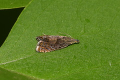 Dichrorampha plumbana