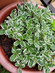 Graptophyllum pictum