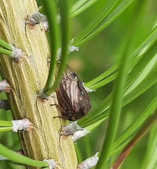 Centrotus