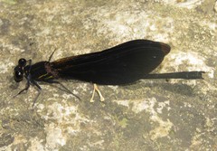 Euphaea splendens