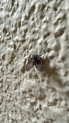 Clogmia albipunctata