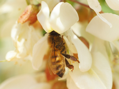 Apis mellifera