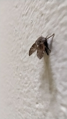 Clogmia albipunctata