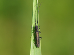 Theophilea subcylindricollis