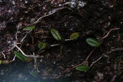 Bulbophyllum bowkettiae