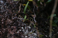 Bulbophyllum bowkettiae