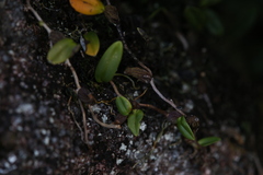 Bulbophyllum bowkettiae