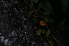 Bulbophyllum bowkettiae