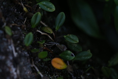 Bulbophyllum bowkettiae