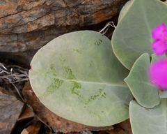 Cistanthe cachinalensis