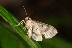 Pseudocollix hyperythra