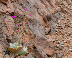 Cistanthe cachinalensis