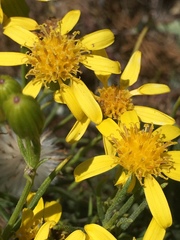 Senecio blochmaniae