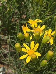 Senecio blochmaniae