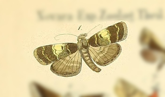Hydrillodes plicalis