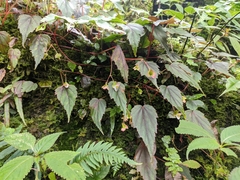 Begonia dioica
