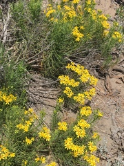 Senecio blochmaniae