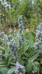Lupinus villosus