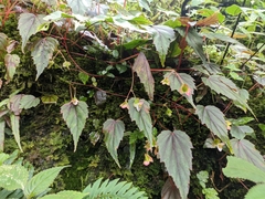 Begonia dioica
