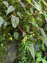 Begonia dioica