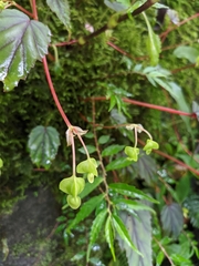 Begonia dioica