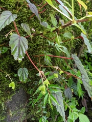 Begonia dioica