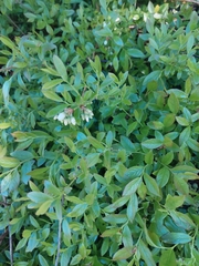 Vaccinium angustifolium image
