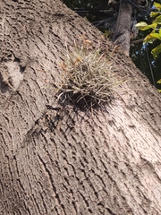Tillandsia recurvata