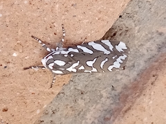 Arachnis dilecta