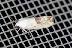 Ponometia libedis