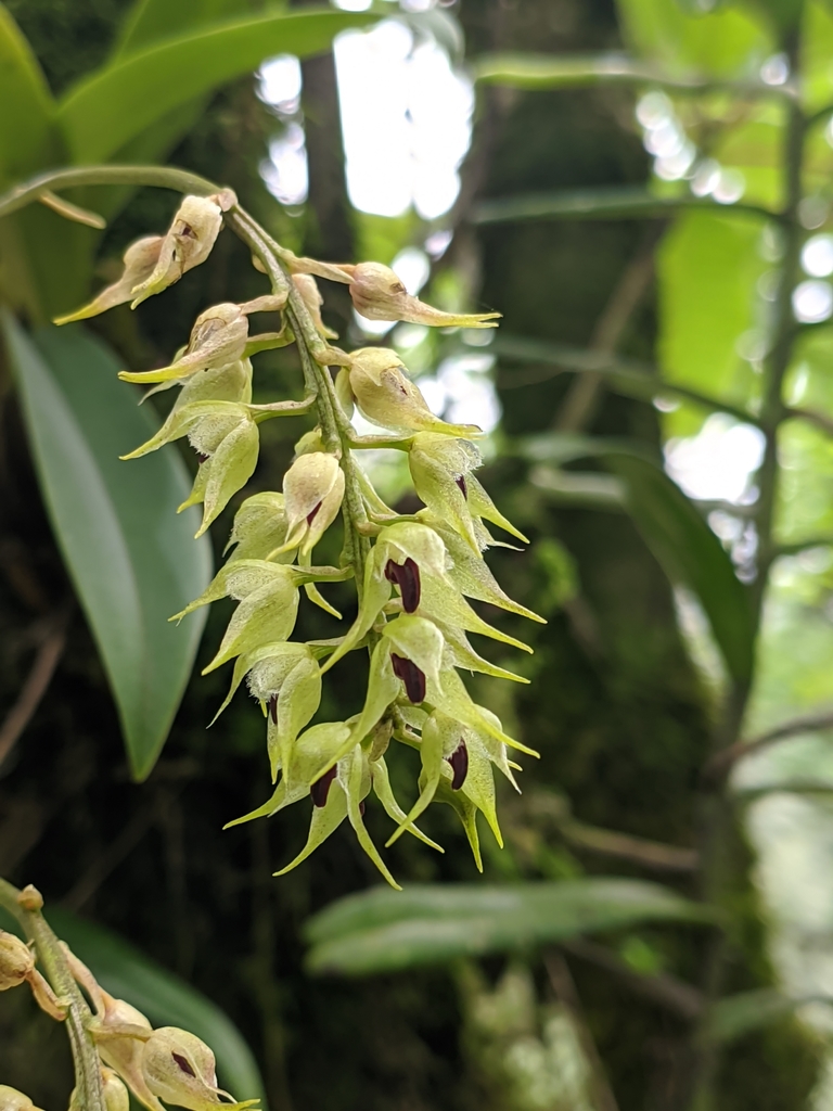 Bulbophyllum eublepharum