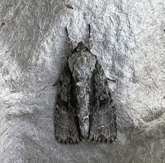 Acronicta connecta