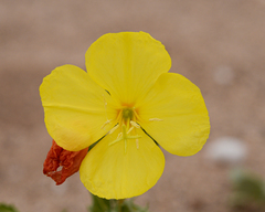 Oenothera coquimbensis